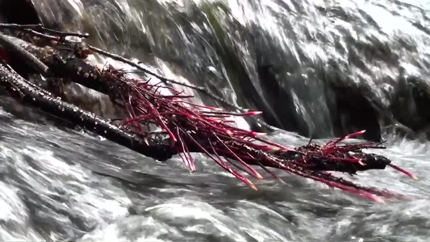 Black alder roots