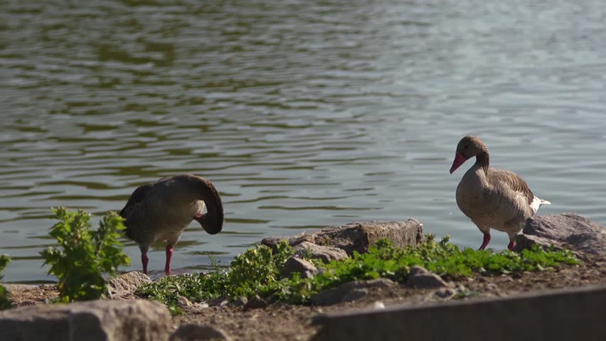 Geese and ducks