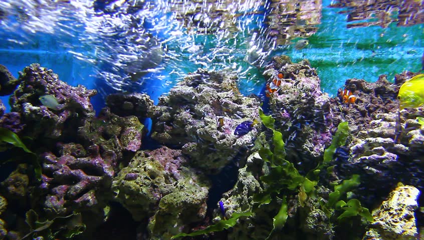 Coral and fish in the Red Sea
