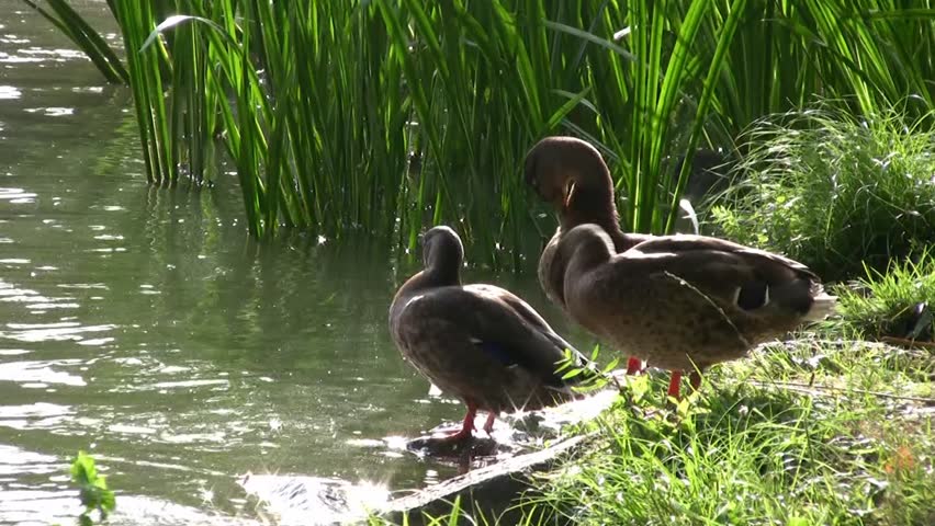 Mallards (Anas platyrhynchos)