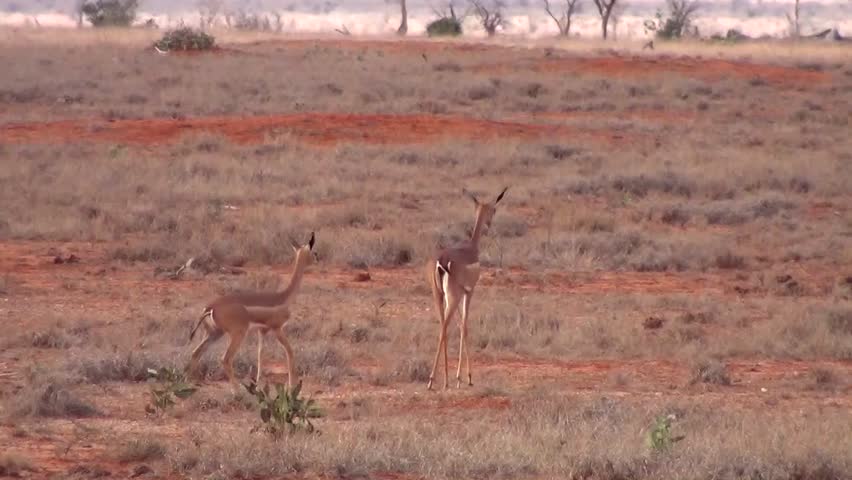Gerenuk (Litocranius walleri)
