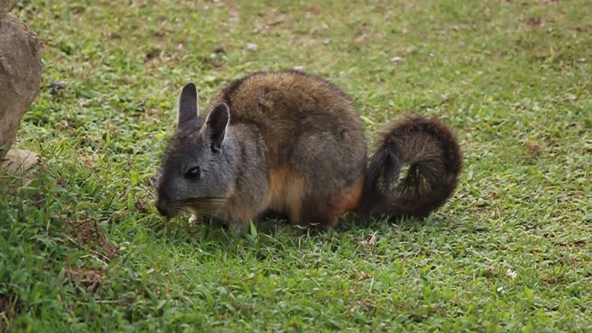 wild chinchilla eats grass, Machu Picchu, Peru