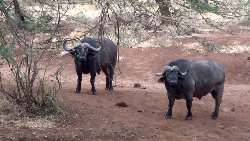 African buffalo (Syncerus caffer)