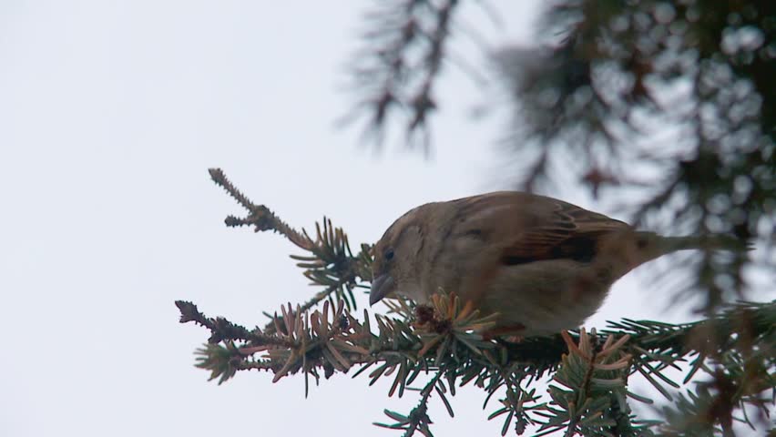 sparrow