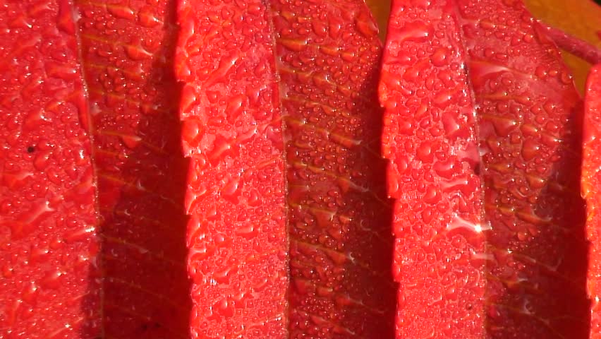 Sumac