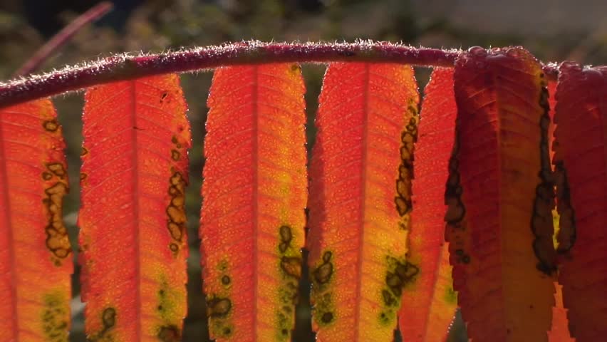 Sumac