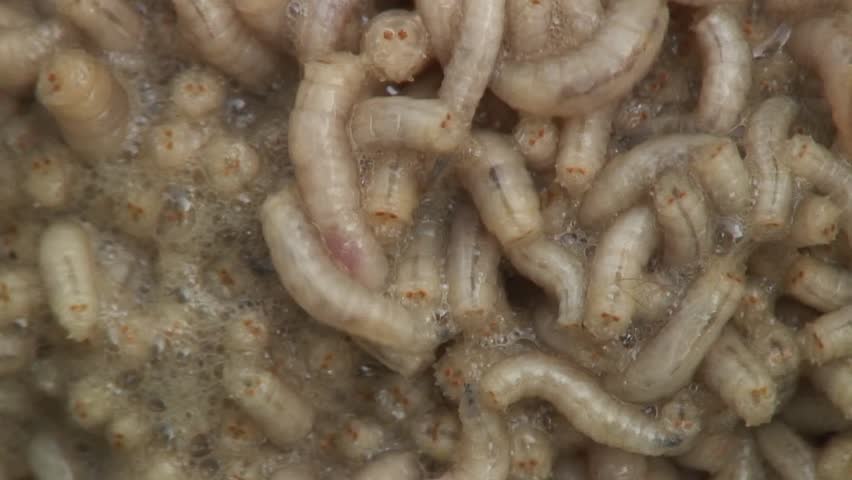 Maggots