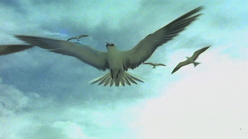 Flock of white terns flying