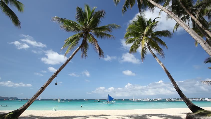 Two palms on beautiful tropical beach