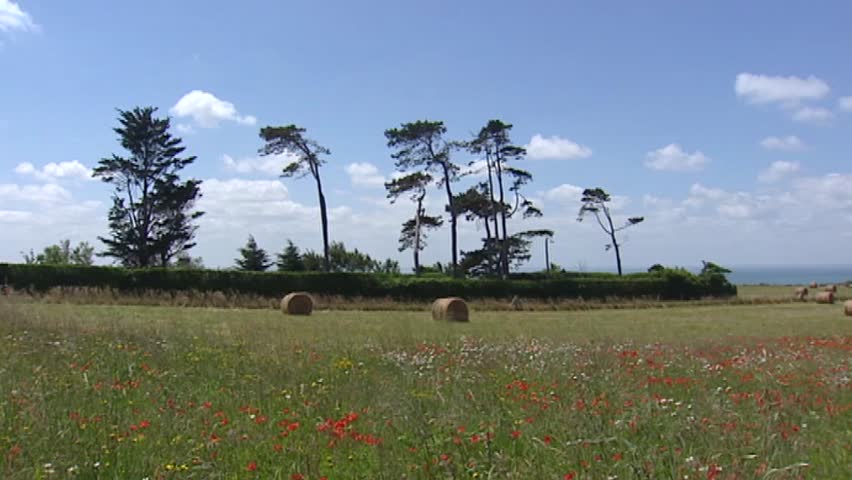 Hay bales at mowed field and blooming field on clifftop at French coast