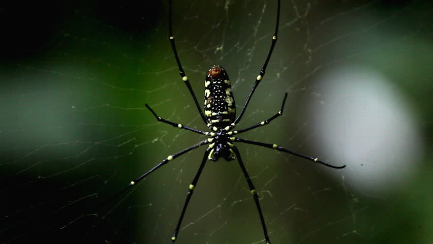 Macro Dangerous Spider on the grass, Close-Up, Araneae, Arthropods, Venom