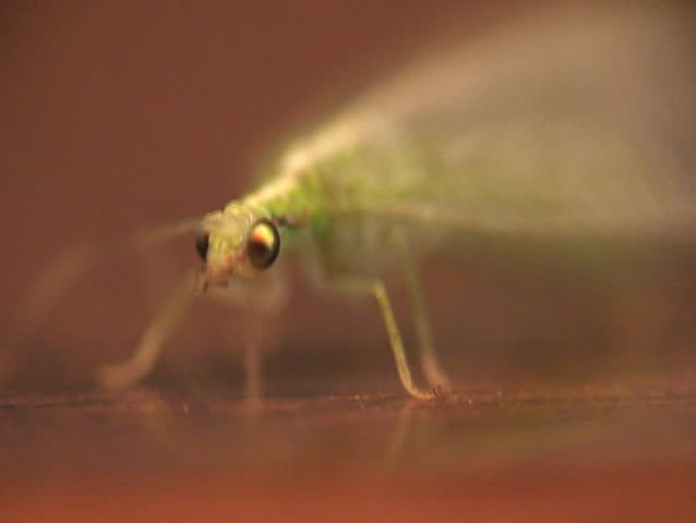 Lacewing. Close-up shot.