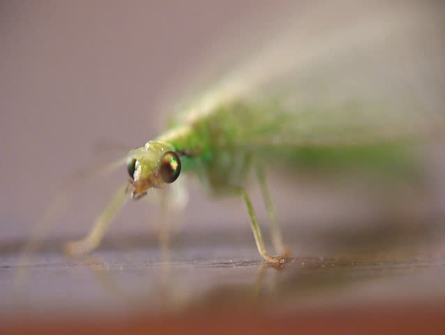Lacewing. Close-up shot.