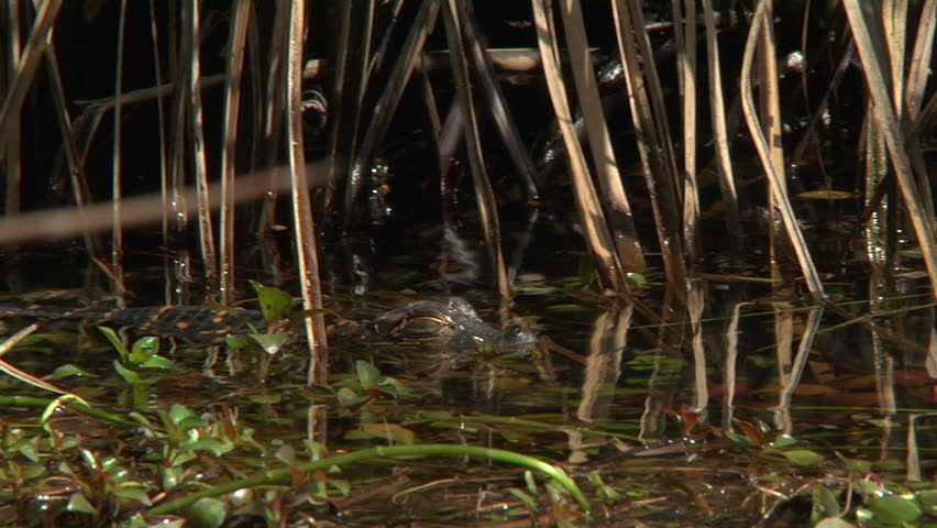 Alligator Hatchlings