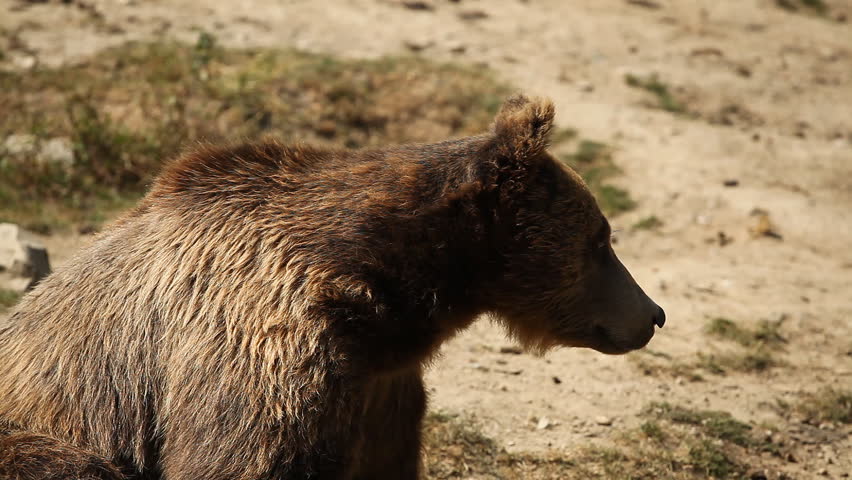 Funny Brown Bear, Eating, Playing, Sitting, Looking, Nature, Wilderness