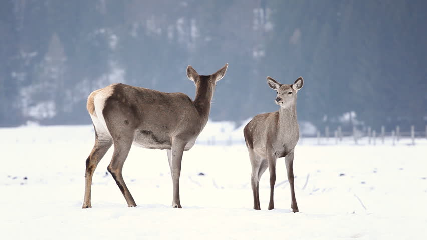 Beautiful Group of Deer in Wildlife, Winter Snow, Male and Female Red Deer