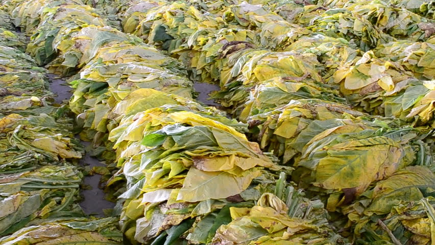 tobacco leaf form farm wait for bake in factory