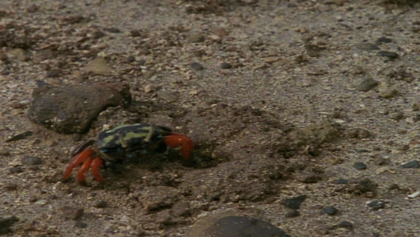 Fiddler crab