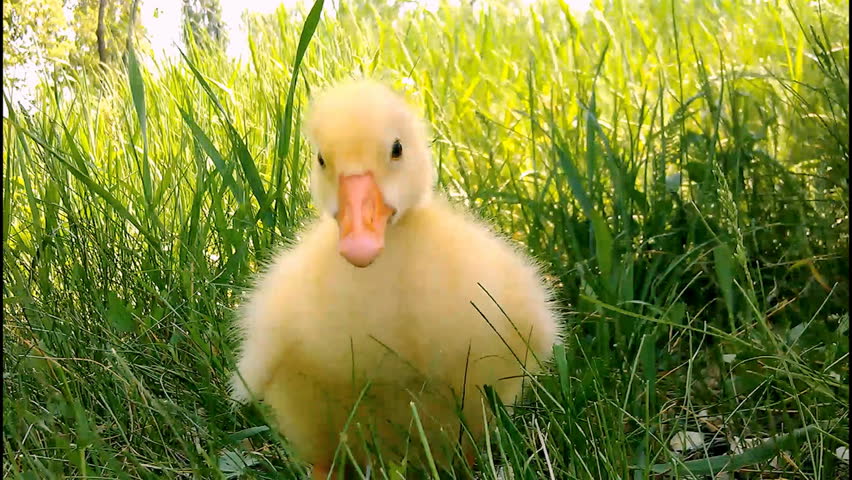 Cute domestic gosling walking in green grass outdoor