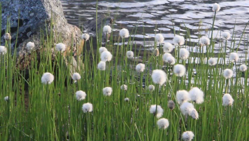 Header of cottongrass
