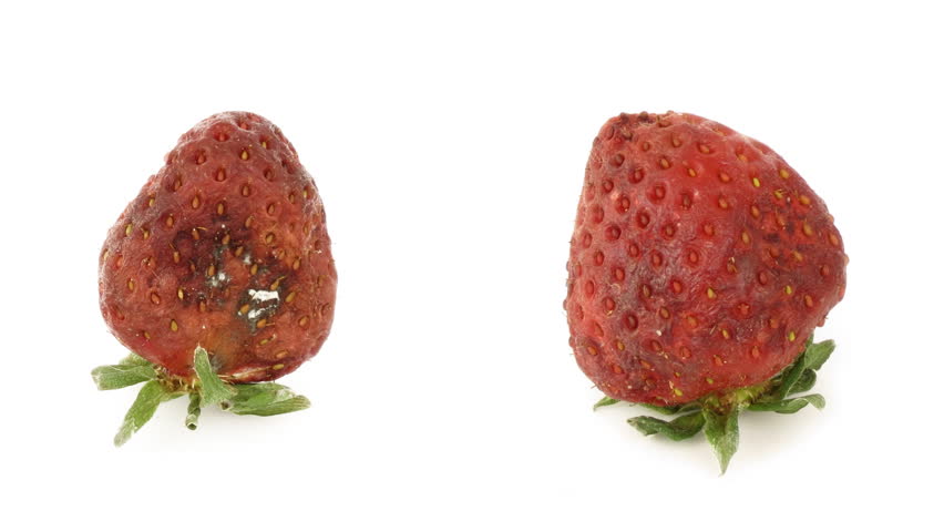Timelapse of strawberries rotting over white background, 