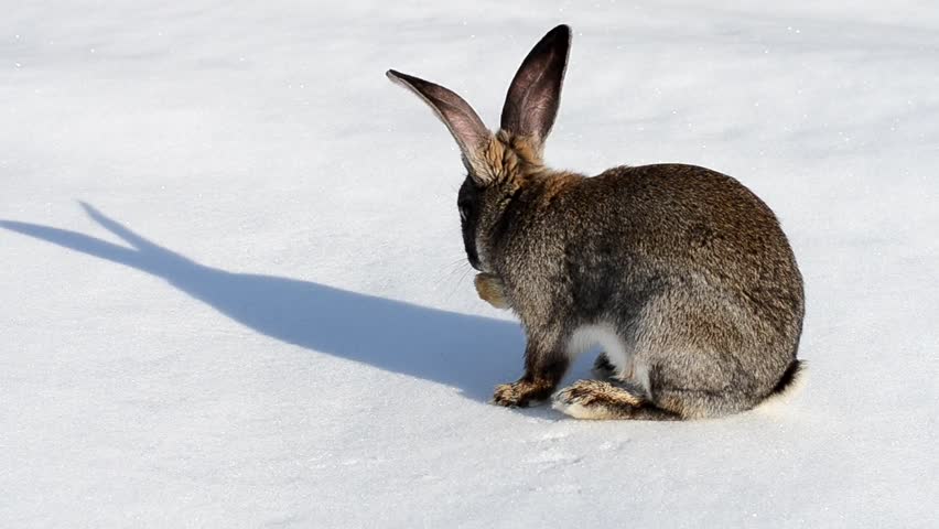 Grey farm rabbit on the snow