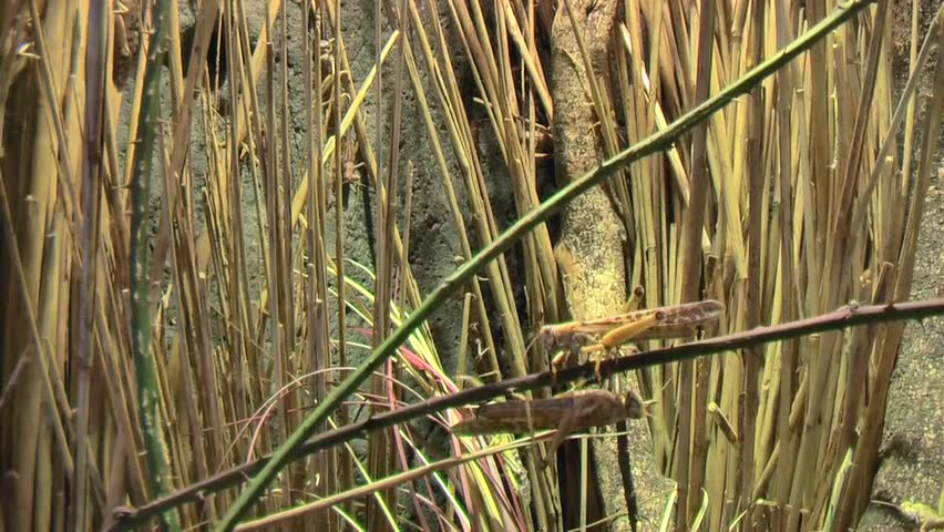  Locust Plagues Insects Eating In A Field Of Crops Waking Over And Under