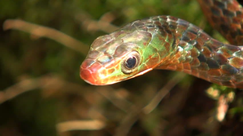Rusty whipsnake (Chironius scurrulus) protruding its tongue