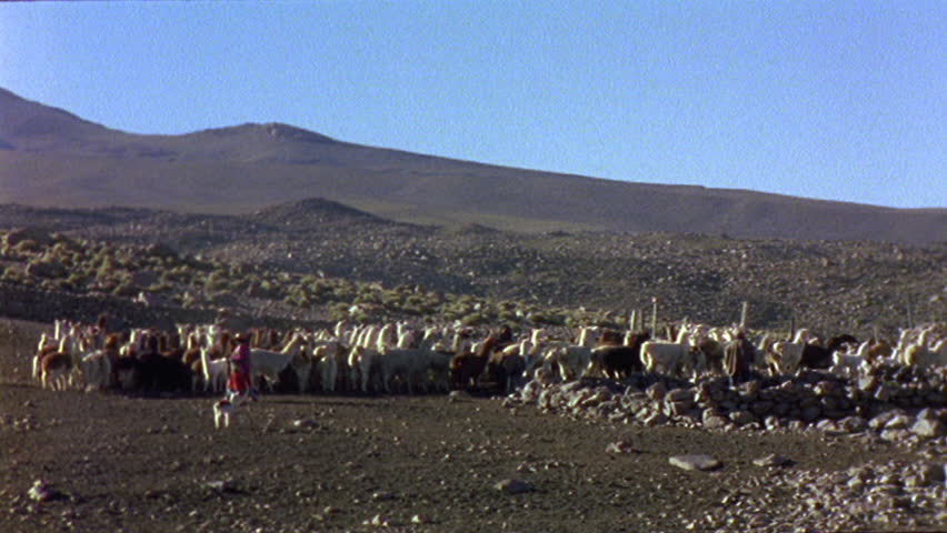 Alpaca herder in Chile