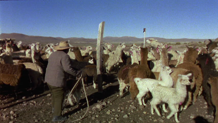 Alpaca herder in Chile