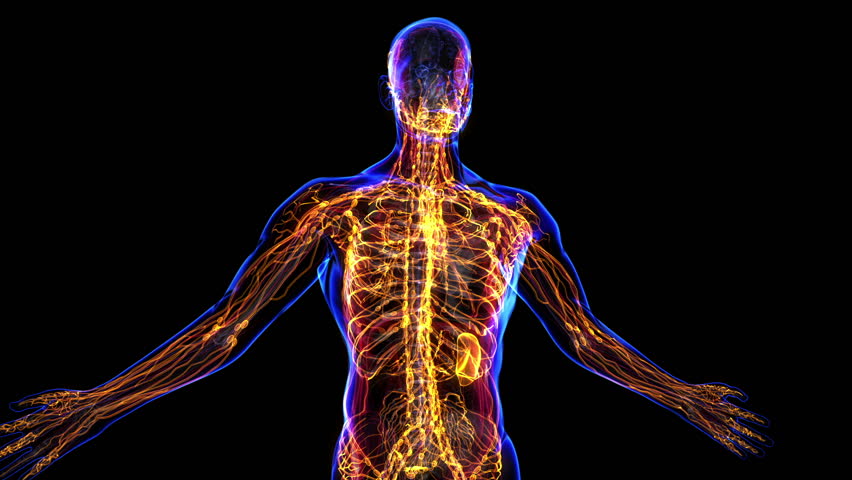 All human body systems. Lymphatic system highlight. Loop