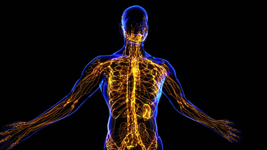 All Human Body Systems Lymphatic System Highlight Loop Stock Footage Video 3494597