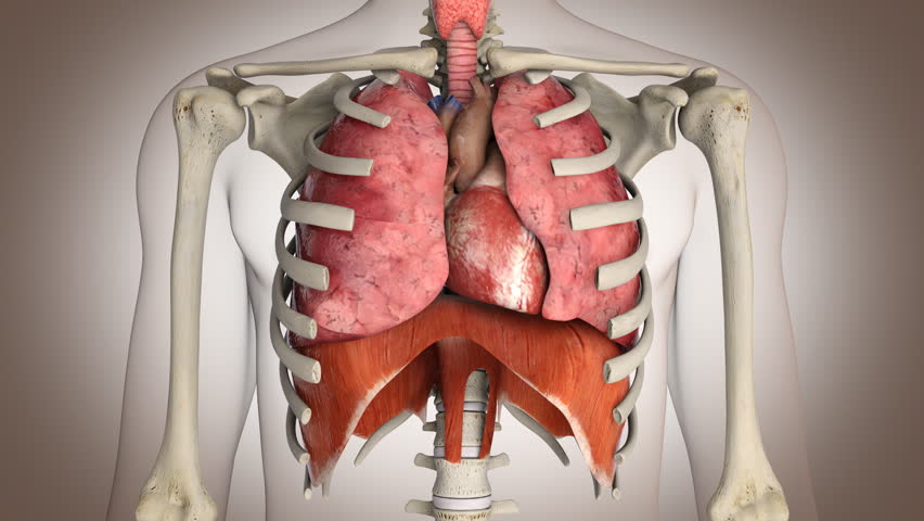 Human Internal Organs In Action - Loop Ready Stock Footage Video