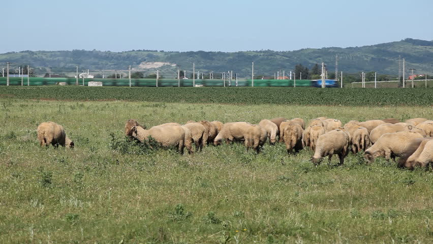 Herd Of Sheep and Lamb Grazing In A Field, A small Group eating grass, Spring, time lapse
