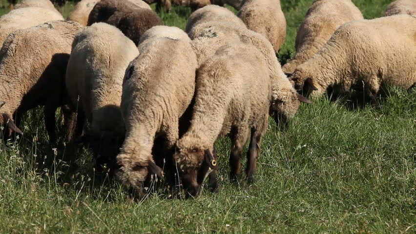 Herd Of Sheep and Lamb Grazing In A Field, A small Group eating grass, Spring