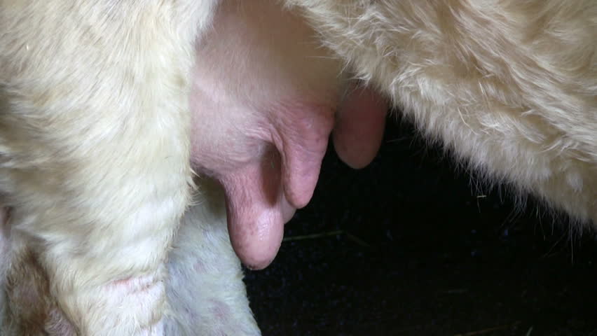 Cow Udder