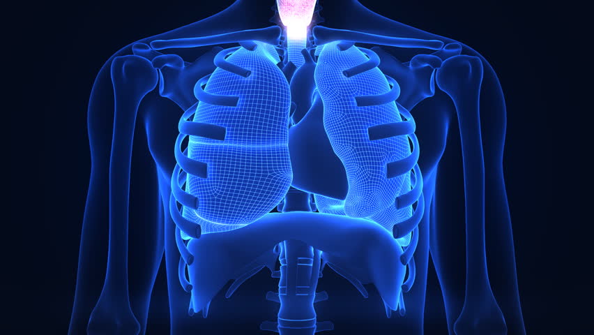 X-ray scanner of human lugs. Loop-ready
