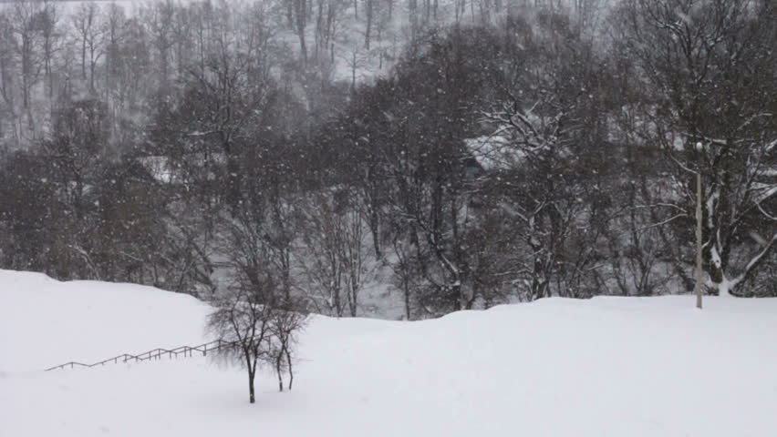 forest landscape and falling snow winter
