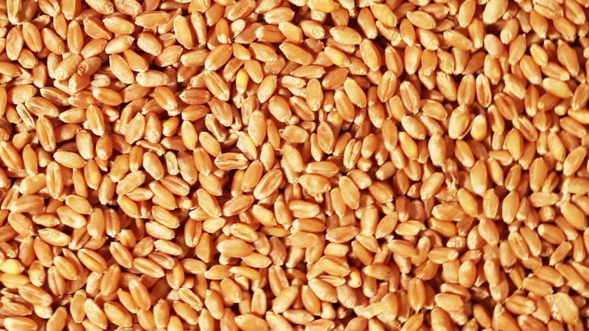 Full frame video shot of wheat closeup
