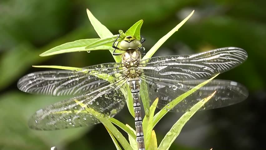 Aeshna (Aeshna cyanea)