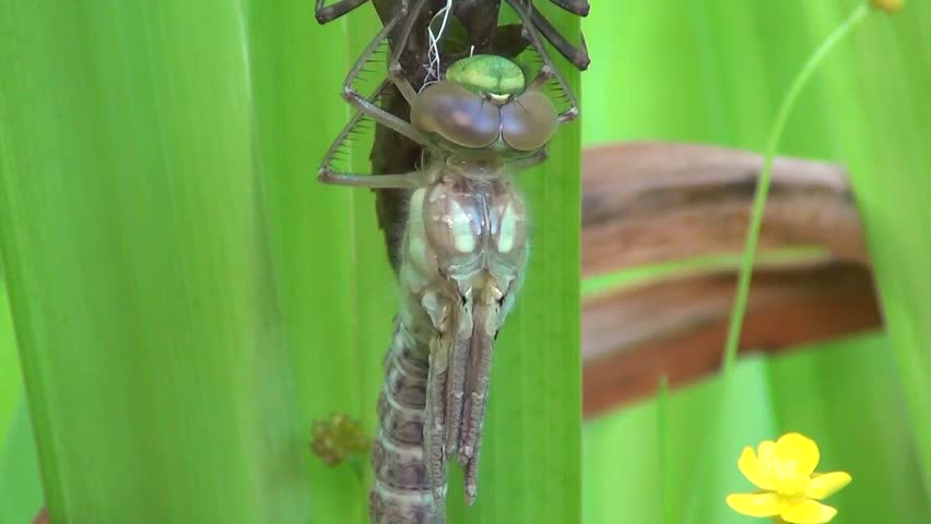 Aeshna (Aeshna cyanea)