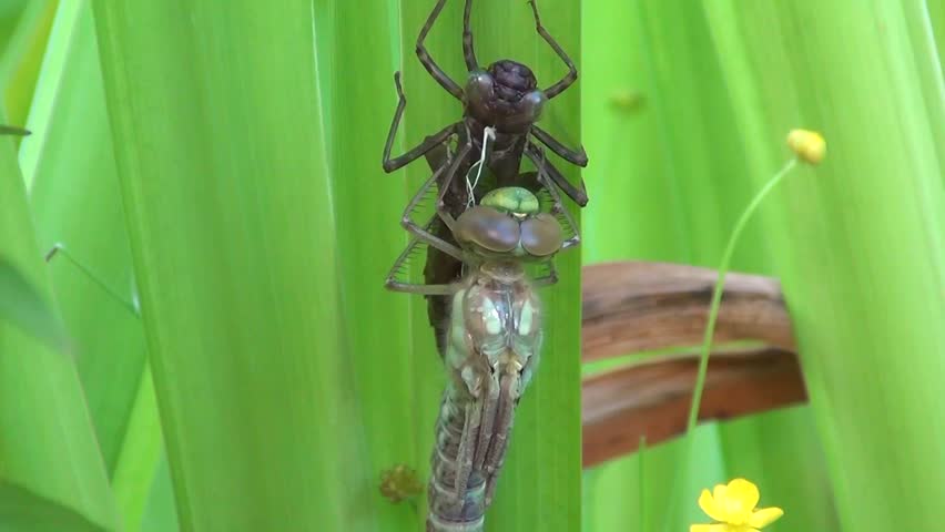 Aeshna (Aeshna cyanea)