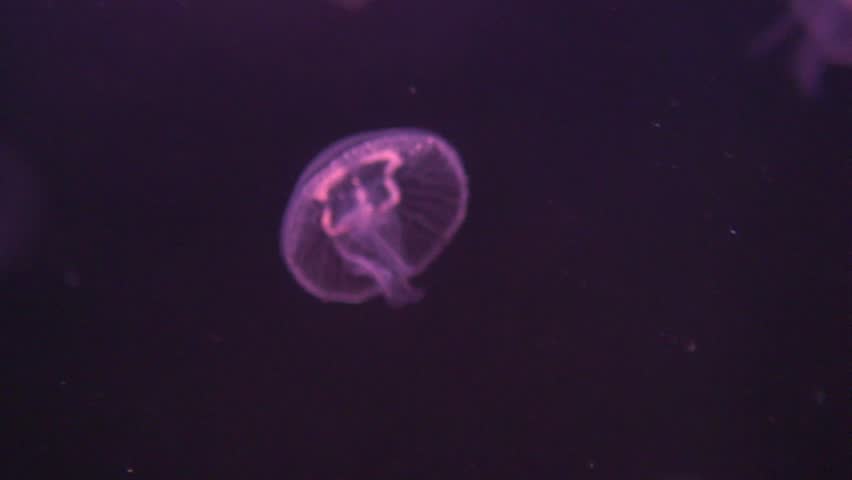 Jellyfish (jellyfish) under water