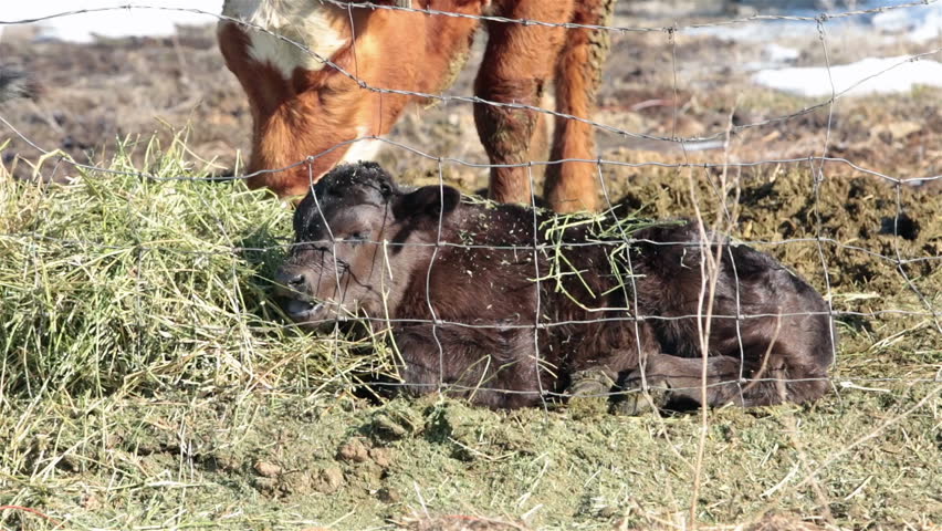 Newborn bull calf laying down while mother cow eats hay farm. Farm ranch newborn calf and cows eating hay during winter. Black Angus breed cattle. Gentleman ranching operation for self sufficiency.