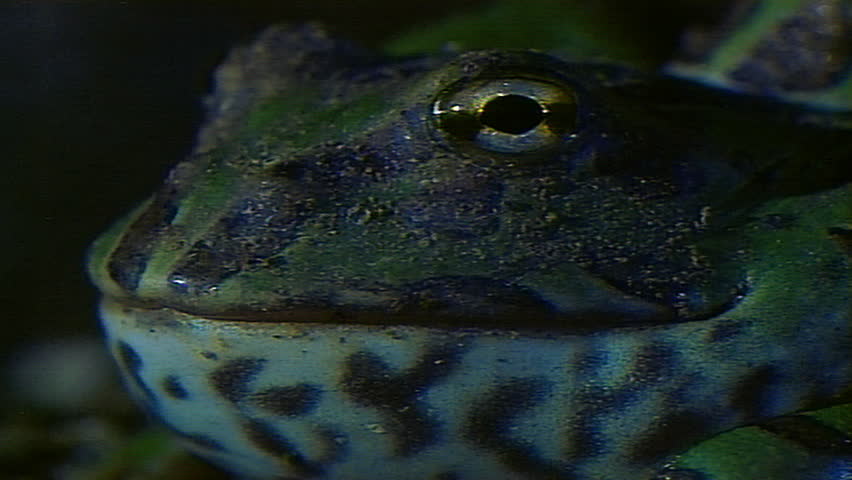 Green horned frog