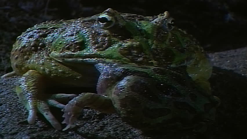 Green horned frog