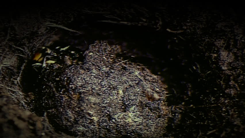 Burying beetle