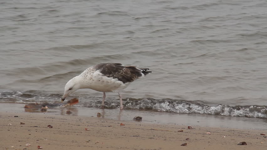 Seagull Eating a Dead Fish. A seagull picking at a rotting dead fish on a Connecticut beach.