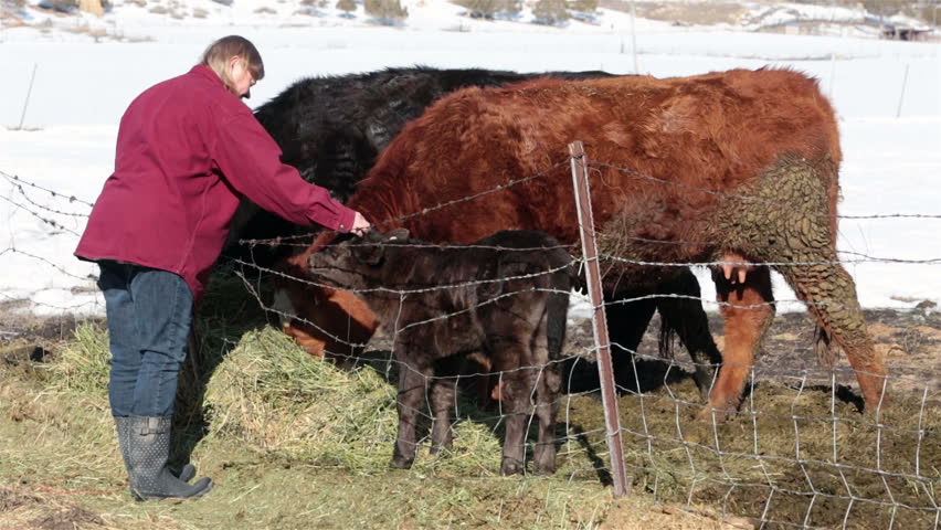 Newborn calf pet by farm woman cattle ranch. Farm ranch with newborn calf and cows eating hay during winter. Black Angus mixed breed cattle. Gentleman ranching operation for self sufficiency.