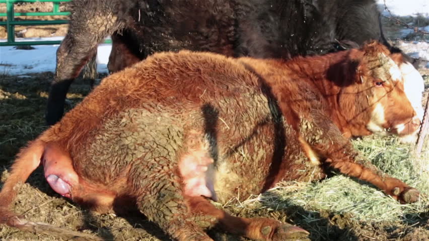 Cow laying on ground before giving birth to calf labor. Farm ranch with newborn calf and cows eating hay during winter. Black Angus mixed breed cattle. Gentleman ranching operation for self sufficiency. 